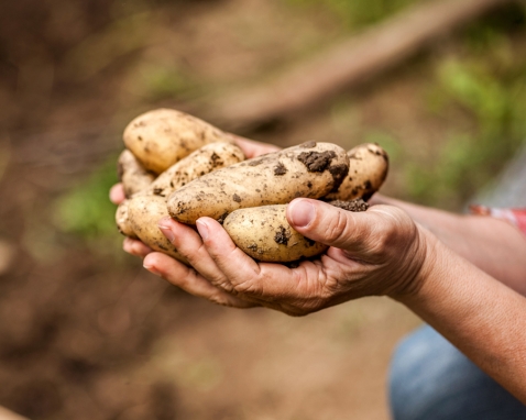 aardappelen pommes de terre