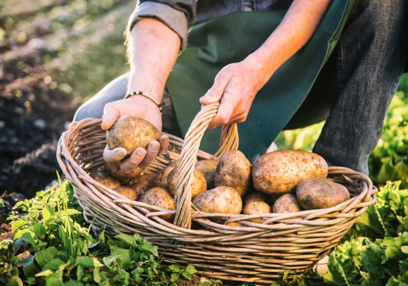 La pomme de terre, un aliment peu intéressant?